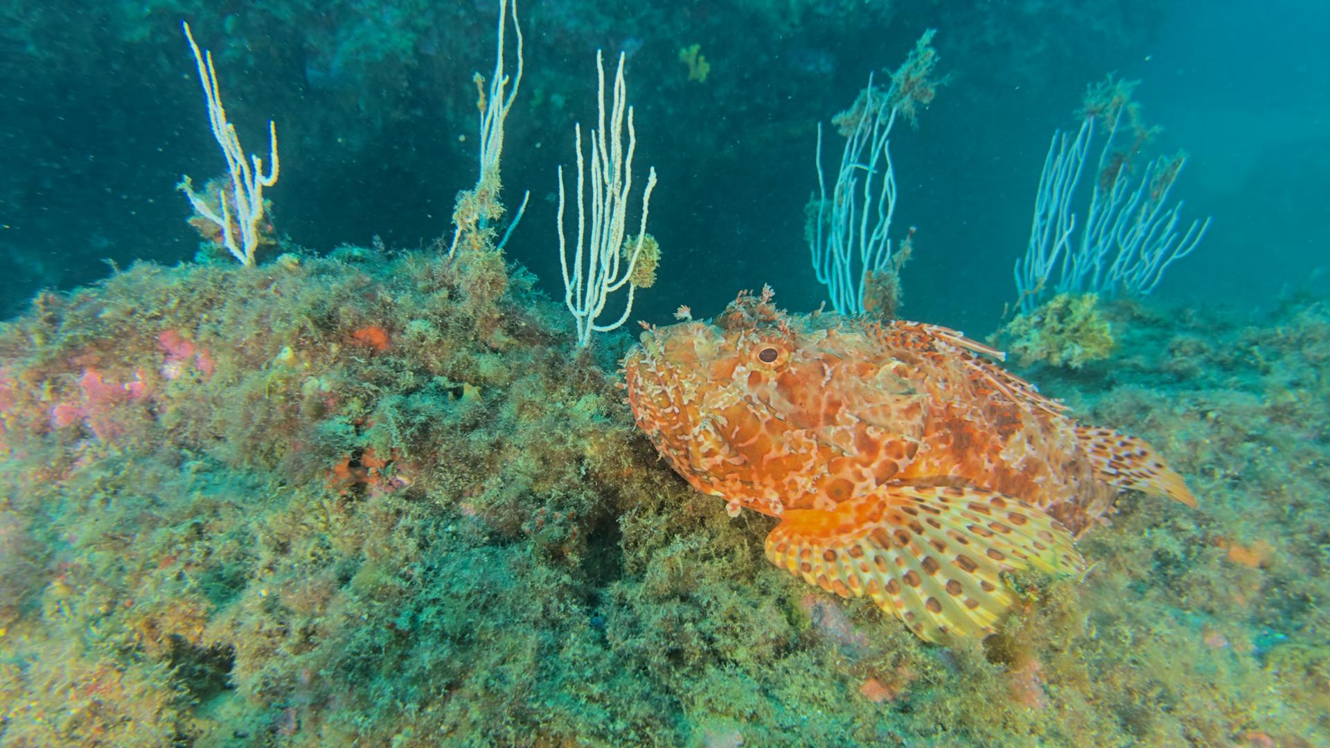 A001 05291530 C2521