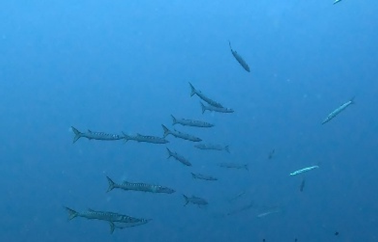 barracudas.png